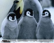 penguinbabies.jpg